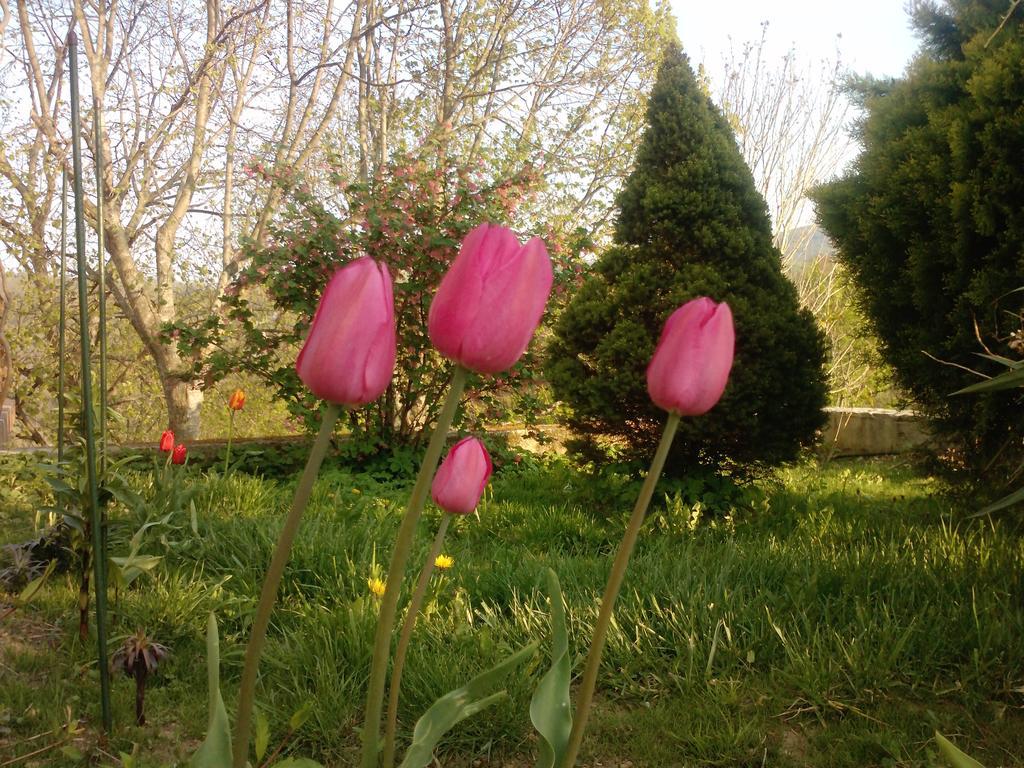 Osterija Na Planinci Bed & Breakfast Divaca Bagian luar foto